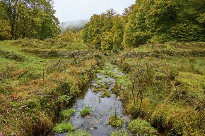 Gerahmter Druck : Wald, Tal, Bach, Wiese Gerahmter Druck : Wald, Tal, Bach, Wiese