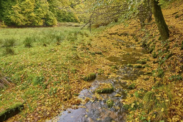 Gerahmter Druck : Wald, Tal, Bach, Wiese Gerahmter Druck : Wald, Tal, Bach, Wiese