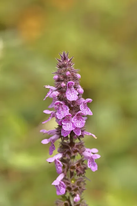 Gerahmter Druck : Waldweide (Stachys sylvatica) Gerahmter Druck : Waldweide (Stachys sylvatica)