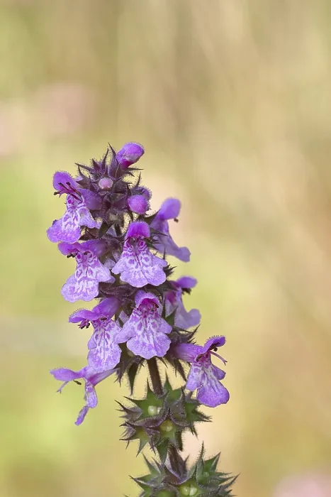 Gerahmter Druck : Waldweide (Stachys sylvatica) Gerahmter Druck : Waldweide (Stachys sylvatica)