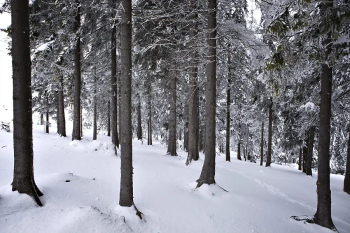 Gerahmter Druck : Wald im Winter Gerahmter Druck : Wald im Winter