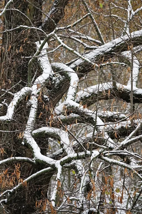 Gerahmter Druck : Wald im Winter mit Schnee, Deutschland Gerahmter Druck : Wald im Winter mit Schnee, Deutschland