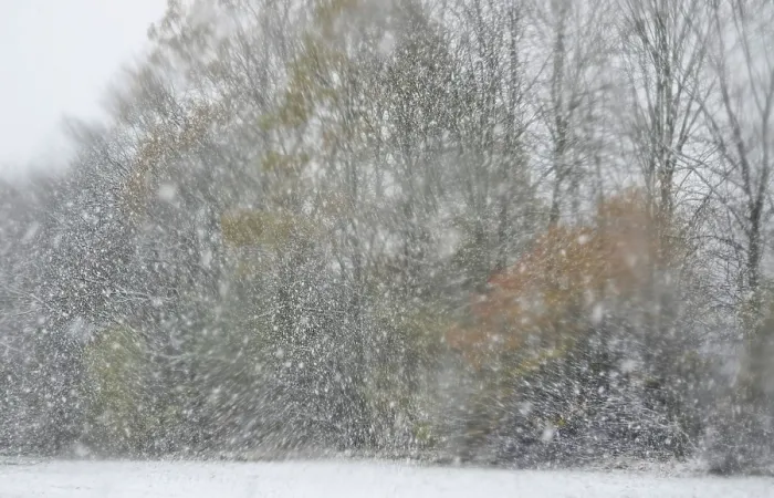 Gerahmter Druck : Wald im Winter mit Schnee, Deutschland. Gerahmter Druck : Wald im Winter mit Schnee, Deutschland.