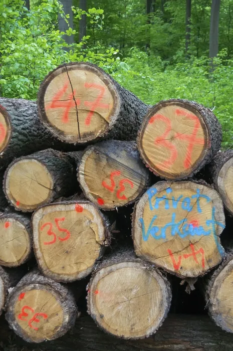Gerahmter Druck : Forstwirtschaft, hohe Größe, vertikaler Format. Gerahmter Druck : Forstwirtschaft, hohe Größe, vertikaler Format.