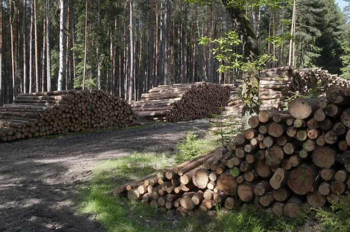 Gerahmter Druck : Forstwirtschaft, Holzwirtschaft, industrielle Forstwirtschaft. Gerahmter Druck : Forstwirtschaft, Holzwirtschaft, industrielle Forstwirtschaft.