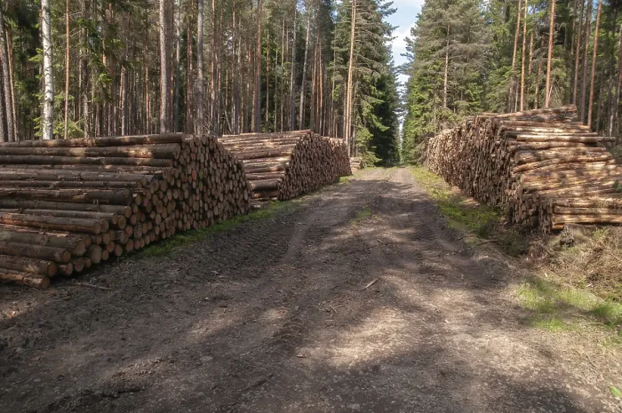 Gerahmter Druck : Forstwirtschaft, Holzeinschlag, industrielle Forstwirtschaft. Gerahmter Druck : Forstwirtschaft, Holzeinschlag, industrielle Forstwirtschaft.