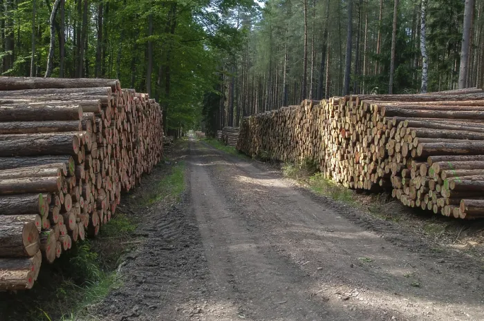 Gerahmter Druck : Forstwirtschaft, Holzeinschlag, industrielle Forstwirtschaft. Gerahmter Druck : Forstwirtschaft, Holzeinschlag, industrielle Forstwirtschaft.