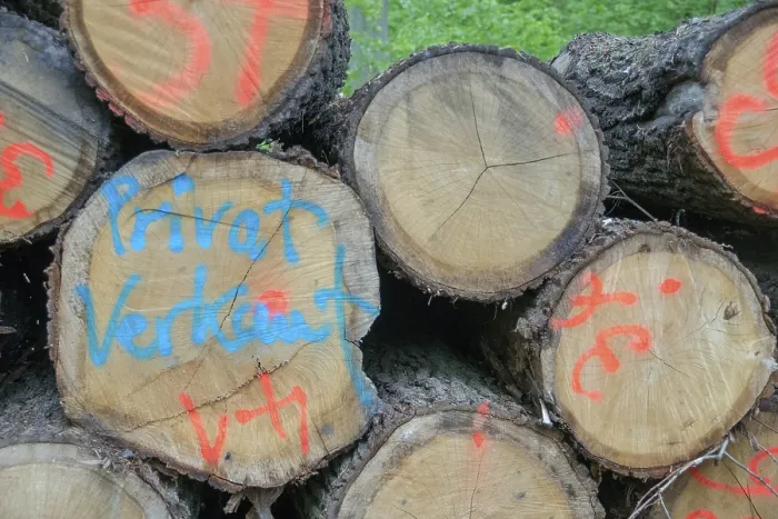 Gerahmter Druck : Forstwirtschaft, Holzeinschlag, intensive Forstwirtschaft, Wald. Gerahmter Druck : Forstwirtschaft, Holzeinschlag, intensive Forstwirtschaft, Wald.