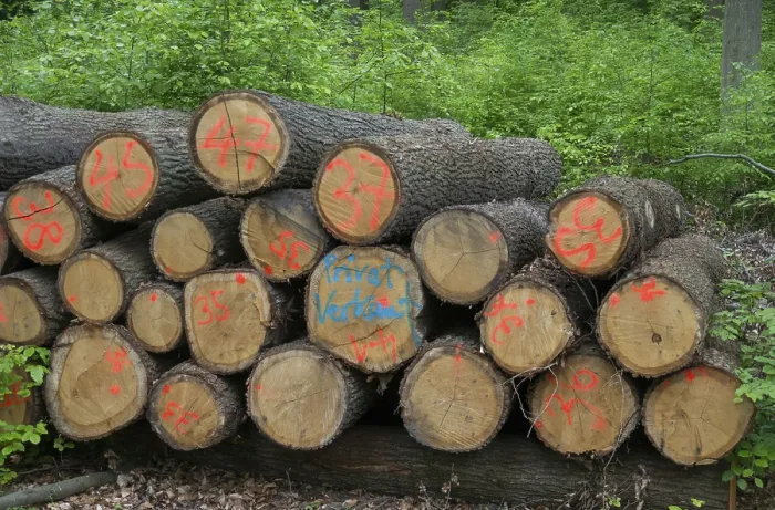 Gerahmter Druck : Forstwirtschaft, Holzeinschlag, intensive Forstwirtschaft, Wald. Gerahmter Druck : Forstwirtschaft, Holzeinschlag, intensive Forstwirtschaft, Wald.