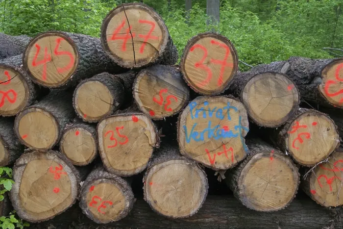 Gerahmter Druck : Forstwirtschaft, Holzeinschlag, intensive Forstwirtschaft, Wald Gerahmter Druck : Forstwirtschaft, Holzeinschlag, intensive Forstwirtschaft, Wald