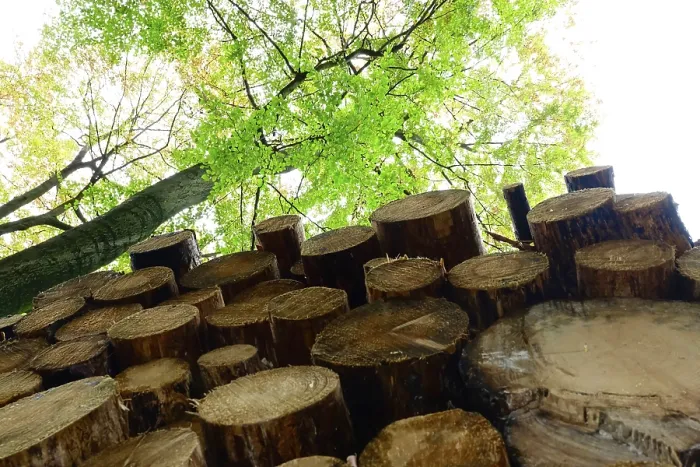Gerahmter Druck : Forstwirtschaft, Holz, Deutschland Gerahmter Druck : Forstwirtschaft, Holz, Deutschland