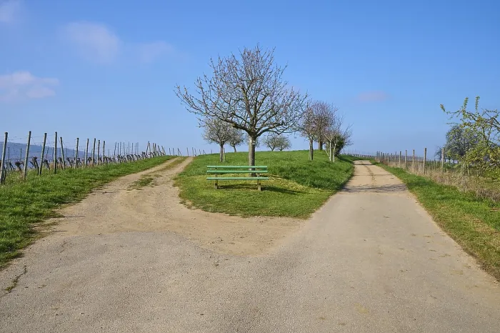 Gerahmter Druck : Gabel, Bank, Baum, Frühling, Feldberg Gerahmter Druck : Gabel, Bank, Baum, Frühling, Feldberg