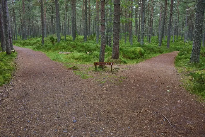 Gerahmter Druck : Gabel im Wald mit grünen Umgebung.