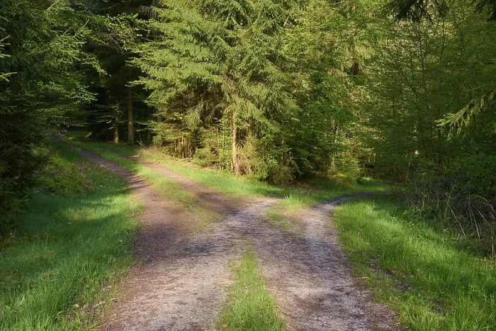 Gerahmter Druck : Gabel, Waldweg, Morgen, Frühling. Gerahmter Druck : Gabel, Waldweg, Morgen, Frühling.