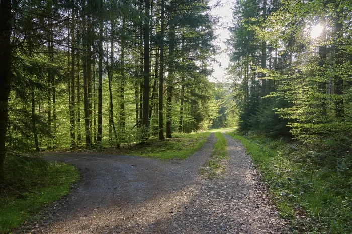 Gerahmter Druck : Gabel, Waldweg, Sonne, Morgen Gerahmter Druck : Gabel, Waldweg, Sonne, Morgen