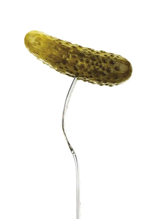 Gerahmter Druck : Gabel hält Gurke. Gerahmter Druck : Gabel hält Gurke.