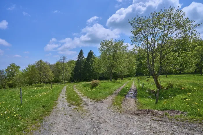Gerahmter Druck : Doppelweg, Wiese, Bäume. Gerahmter Druck : Doppelweg, Wiese, Bäume.