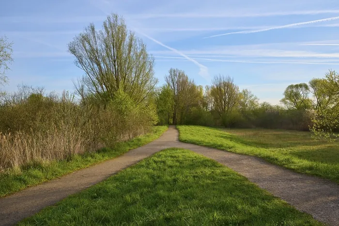 Gerahmter Druck : Gabel, Baum, Wiese, Morgen, Frühling Gerahmter Druck : Gabel, Baum, Wiese, Morgen, Frühling
