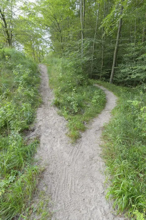 Gerahmter Druck : Gabelter Waldweg, Langenberg Gerahmter Druck : Gabelter Waldweg, Langenberg