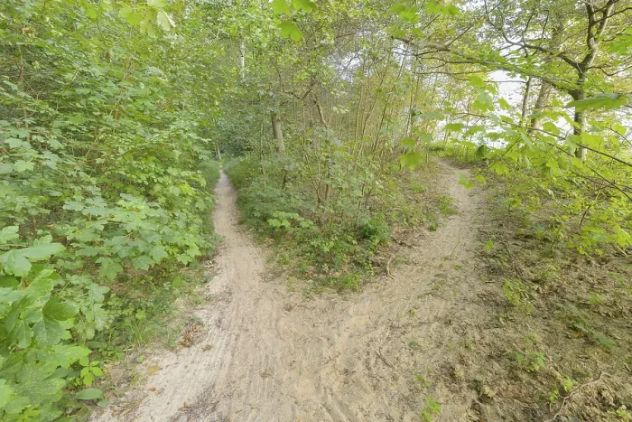 Gerahmter Druck : Gabelter Waldweg, Langenberg