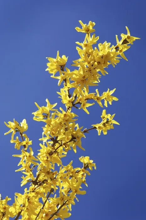 Gerahmter Druck : Forsythia x intermedia Gerahmter Druck : Forsythia x intermedia