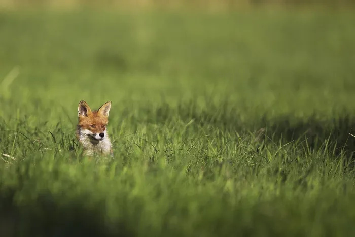 Gerahmter Druck : Fuchs in einem Waldlichtung Gerahmter Druck : Fuchs in einem Waldlichtung