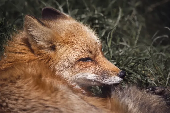 Gerahmter Druck : Fuchs (vulpes vulpes) Gerahmter Druck : Fuchs (vulpes vulpes)