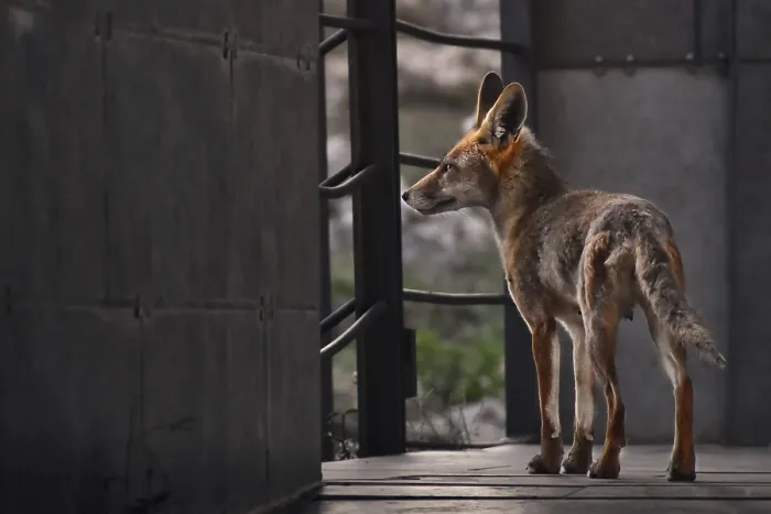 Gerahmter Druck : Fuchs (Vulpes vulpes) Gerahmter Druck : Fuchs (Vulpes vulpes)