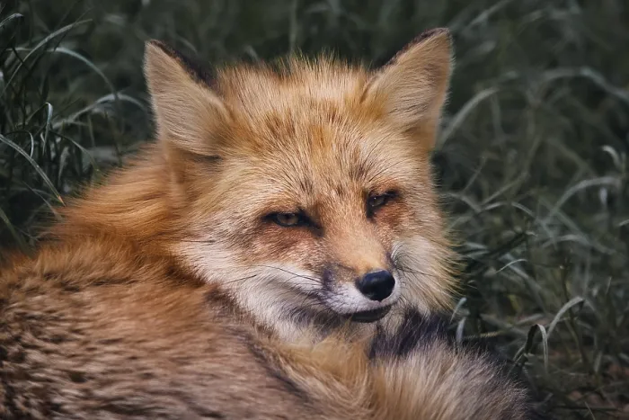 Gerahmter Druck : Fuchs (vulpes vulpes) Gerahmter Druck : Fuchs (vulpes vulpes)