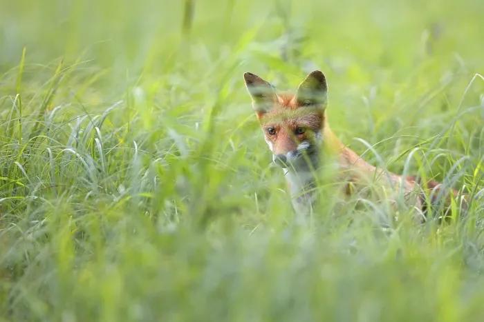 Gerahmter Druck : Fuchs im Wild, in einem Lichtungen. Gerahmter Druck : Fuchs im Wild, in einem Lichtungen.