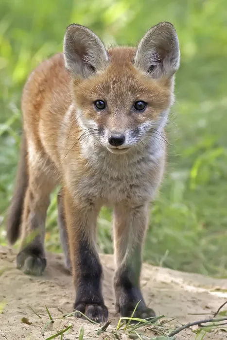 Gerahmter Druck : Fuchs im Wild in einem Lichtungen. Gerahmter Druck : Fuchs im Wild in einem Lichtungen.