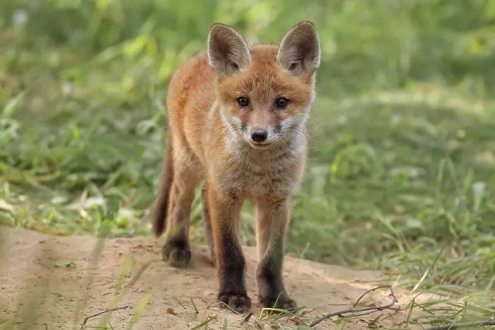 Gerahmter Druck : Fuchs im Wilden, in einem Lichtungen. Gerahmter Druck : Fuchs im Wilden, in einem Lichtungen.