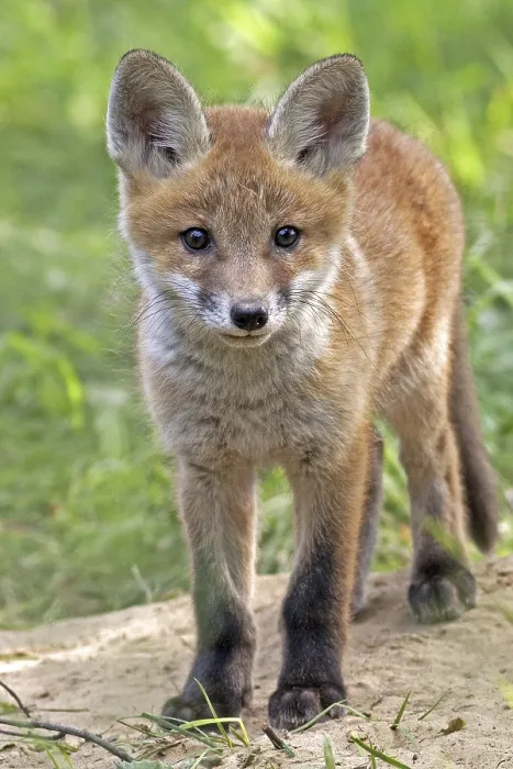 Gerahmter Druck : Fuchs im Wilden, in einem Lichtungen. Gerahmter Druck : Fuchs im Wilden, in einem Lichtungen.