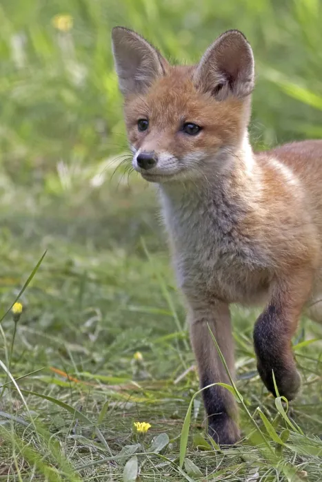 Gerahmter Druck : Fuchs in freier Wildbahn, in einem Lichtungen Gerahmter Druck : Fuchs in freier Wildbahn, in einem Lichtungen