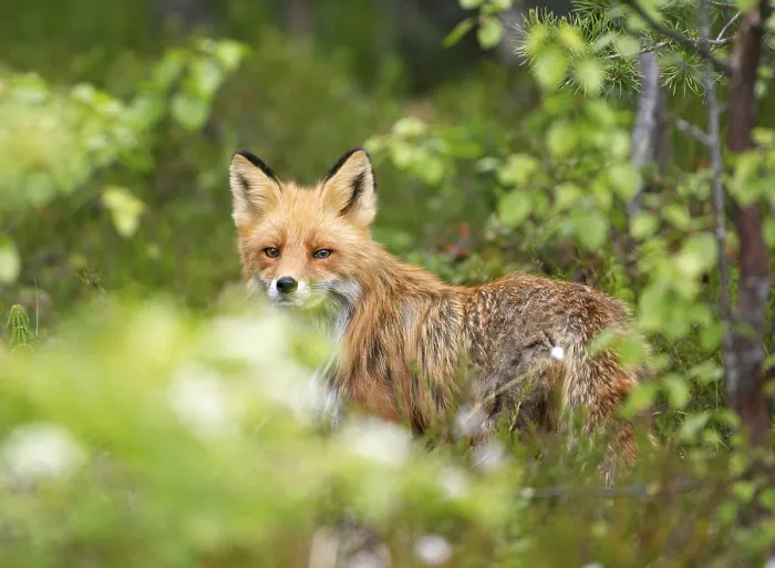 Gerahmter Druck : Ein Fuchs im Wald Gerahmter Druck : Ein Fuchs im Wald
