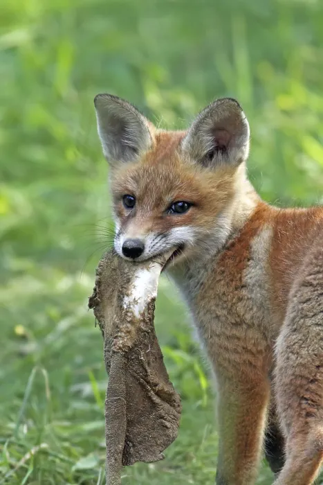 Gerahmter Druck : Füchse im Wald in der Wildnis. Gerahmter Druck : Füchse im Wald in der Wildnis.