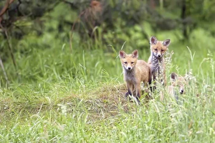 Gerahmter Druck : Füchse im Wald in der Wildnis. Gerahmter Druck : Füchse im Wald in der Wildnis.
