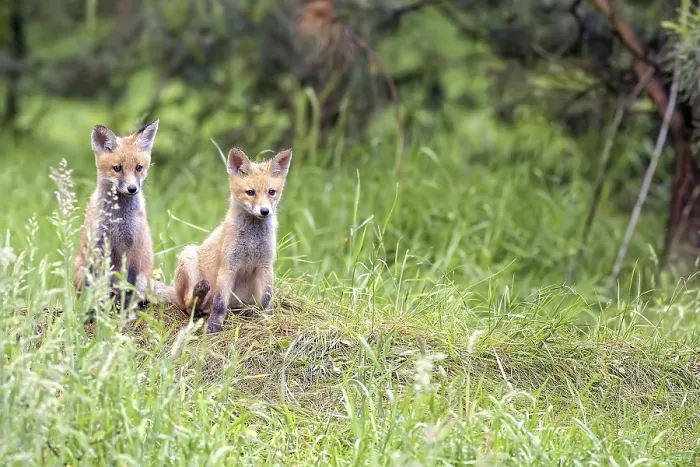 Gerahmter Druck : Füchse im Wald in der Wildnis. Gerahmter Druck : Füchse im Wald in der Wildnis.