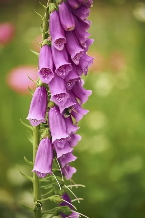 Gerahmter Druck : Fuchs-Glockenblume mit Hummel Gerahmter Druck : Fuchs-Glockenblume mit Hummel