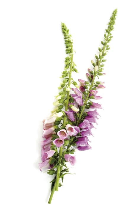 Gerahmter Druck : Fuchssegge (Digitalis) Gerahmter Druck : Fuchssegge (Digitalis)