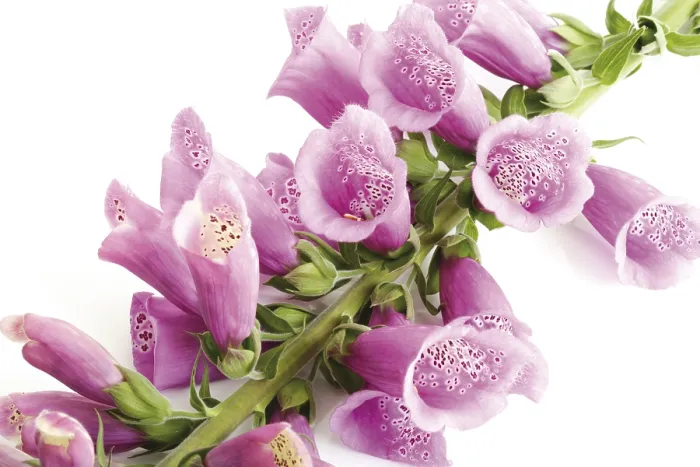 Gerahmter Druck : Fuchsiegel (Digitalis) Gerahmter Druck : Fuchsiegel (Digitalis)
