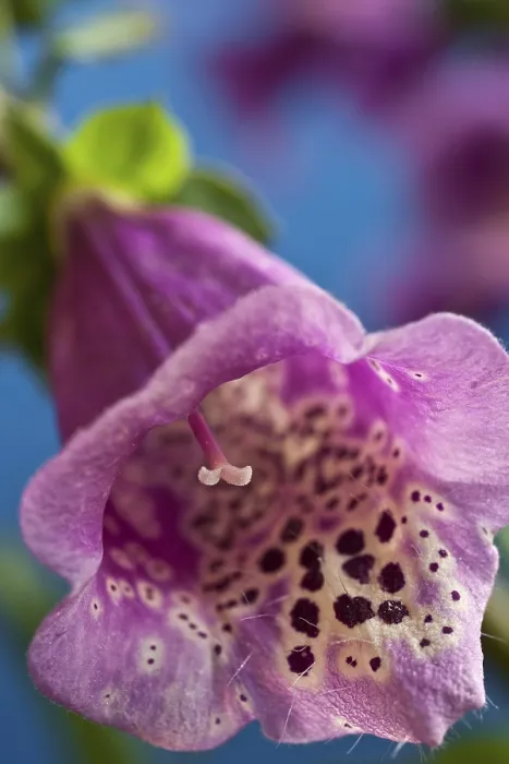 Gerahmter Druck : Fuchsiegel - Digitalis Gerahmter Druck : Fuchsiegel - Digitalis