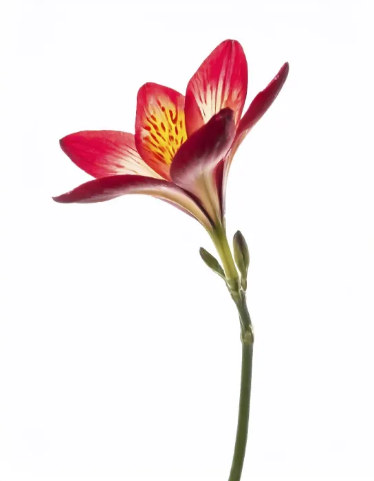 Gerahmter Druck : Freesia-Blume auf weißem Hintergrund. Gerahmter Druck : Freesia-Blume auf weißem Hintergrund.