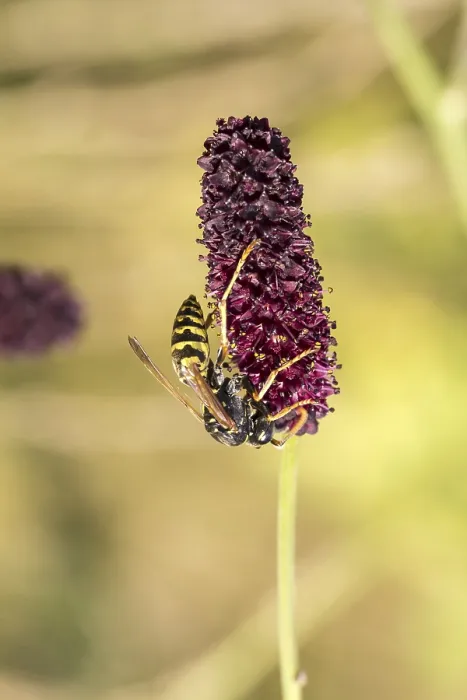 Gerahmter Druck : Französische Feldwespe, Polistes dominula (Polistes gallicus) Faltenwespe - Polistes dominula (Polistes gallicus) Gerahmter Druck : Französische Feldwespe, Polistes dominula (Polistes gallicus) Faltenwespe - Polistes dominula (Polistes gallicus)