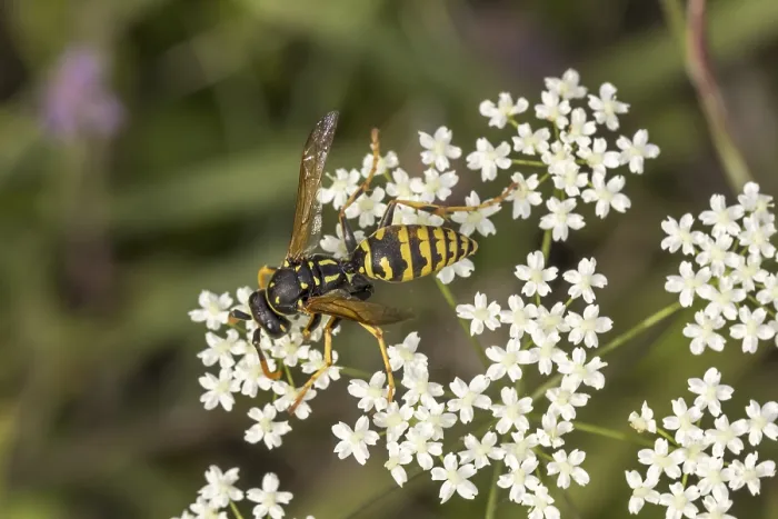 Gerahmter Druck : Französische Feldwespe, Polistes dominula (Polistes gallicus) Faltenwespe - Polistes dominula (Polistes gallicus) Gerahmter Druck : Französische Feldwespe, Polistes dominula (Polistes gallicus) Faltenwespe - Polistes dominula (Polistes gallicus)