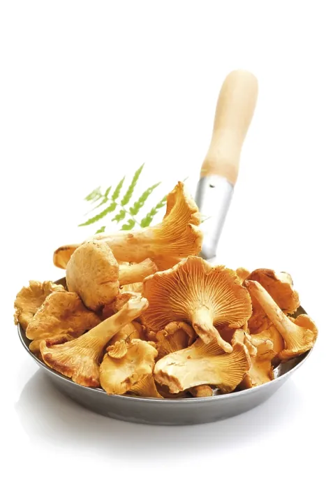 Gerahmter Druck : Frische Pfifferlinge in einer Pfanne. Gerahmter Druck : Frische Pfifferlinge in einer Pfanne.
