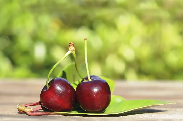 Gerahmter Druck : Frische Kirschen Gerahmter Druck : Frische Kirschen