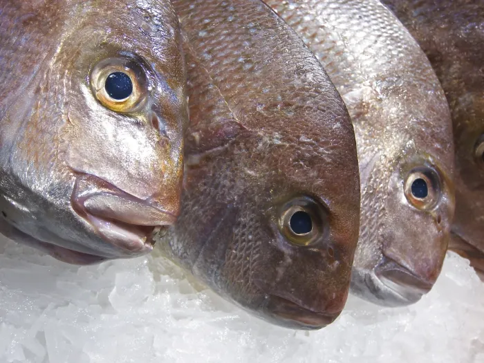 Gerahmter Druck : Frischer Fisch auf Eis. Gerahmter Druck : Frischer Fisch auf Eis.