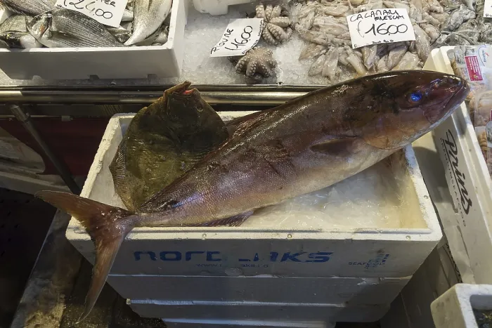 Gerahmter Druck : Frischer Fisch, Plattfisch (Pleuronectiformes) auf Eis. Gerahmter Druck : Frischer Fisch, Plattfisch (Pleuronectiformes) auf Eis.
