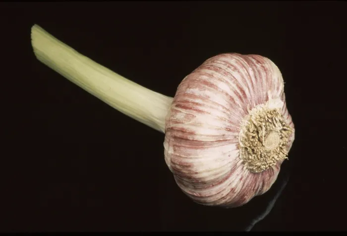 Gerahmter Druck : Frischer Knoblauch Gerahmter Druck : Frischer Knoblauch